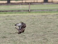 Pernis apivorus 26, Wespendief, Saxifraga-Mark Zekhuis