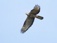 Pernis apivorus 34, Wespendief, female, Saxifraga-Mark Zekhuis