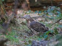 Pernis apivorus 6, Wespendief, Saxifraga-Martin Mollet