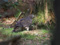 Pernis apivorus 7, Wespendief, Saxifraga-Martin Mollet