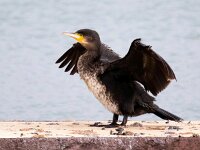 Phalacrocorax carbo 103, Aalscholver, Saxifraga-Bart Vastenhouw