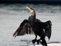Phalacrocorax carbo 105, Aalscholver, Saxifraga-Bart Vastenhouw