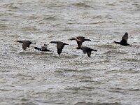 Phalacrocorax carbo 108, Aalscholver, Saxifraga-Bart Vastenhouw