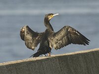 Phalacrocorax carbo 11, Aalscholver, Saxifraga-Piet Munsterman