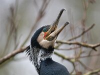 Phalacrocorax carbo 112, Aalscholver, Saxiraga-Luc Hogenstein