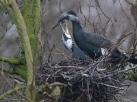 Phalacrocorax carbo 116, Aalscholver, Saxiraga-Luc Hogenstein