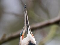 Phalacrocorax carbo 117, Aalscholver, Saxiraga-Luc Hogenstein