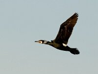 Phalacrocorax carbo 12, Aalscholver, Saxifraga-Piet Munsterman