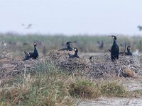 Phalacrocorax carbo 120, Aalscholver, Saxifraga-Mark Zekhuis