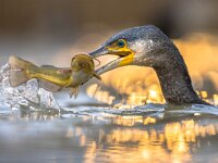 Great cormorant eating Black Bullhead fish  Great cormorant (Phalacrocorax carbo) eating black Bullhead (Ameiurus melas) caught in Lake Csaj, Kiskunsagi National Park, Pusztaszer, Hungary. February. This large black bird is found in Europe, Asia, Africa, Australia and North America. : Ameiurus, Kiskunsag, Kiskunsagi, Pusztaszer, animal, animals, aquatic, attitude, background, beauty, bird, birds, black, blue, bullhead, catch, catching, caught, cormorant, decoration, display, eating, europe, fish, fishing, food, green, hungary, illustration, lake, lakes, melas, national, nature, ocean, outdoor, park, phalacrocorax, pond, prey, river, swim, swimming, water, wild, wildlife, winter