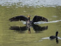Phalacrocorax carbo 127, Aalscholver, adult, Saxifraga-Theo Verstrael