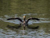Phalacrocorax carbo 128, Aalscholver, adult, Saxifraga-Theo Verstrael