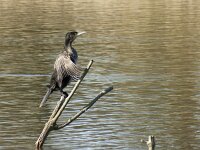 Phalacrocorax carbo 133, Aalscholver, adult, Saxifraga-Theo Verstrael