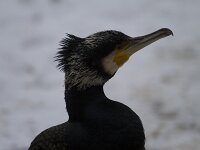 Phalacrocorax carbo 136, Aalscholver, Saxifraga-Jan Nijendijk