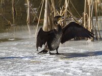 Phalacrocorax carbo 137, Aalscholver, Saxifraga-Jan Nijendijk
