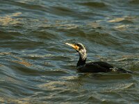 Phalacrocorax carbo 16, Aalscholver, Saxifraga-Piet Munsterman