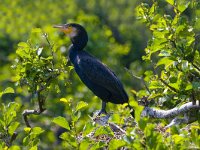 aalscholver  Aalscholver in het Naardermeer : Phalacrocorax carbo