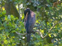 aalscholver  Aalscholver in het Naardermeer : Phalacrocorax carbo