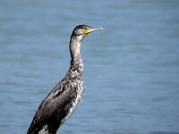 Phalacrocorax carbo 21, Aalscholver, Saxifraga-Iztok Skornik