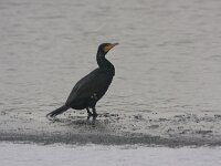 Aalscholver  Aalscholver in Arkemheen : Phalacrocorax carbo