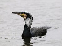 Phalacrocorax carbo 3, Aalscholver, Saxifraga-Piet Munsterman