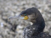 Phalacrocorax carbo 37, Aalscholver, Saxifraga-Mark Zekhuis
