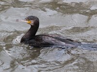 Phalacrocorax carbo 38, Aalscholver, Saxifraga-Bart Vastenhouw
