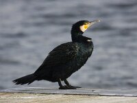 Phalacrocorax carbo 42, Aalscholver, Saxifraga-Bart Vastenhouw