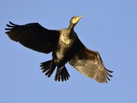 Phalacrocorax carbo 46, Aalscholver, Saxifraga-Theo Verstrael