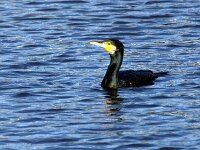 Phalacrocorax carbo 48, Aalscholver, Saxifraga-Theo Verstrael