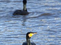 Phalacrocorax carbo 49, Aalscholver, Saxifraga-Theo Verstrael
