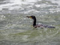 Phalacrocorax carbo 54, Aalscholver, Saxifraga-Bart Vastenhouw