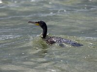 Phalacrocorax carbo 55, Aalscholver, Saxifraga-Bart Vastenhouw