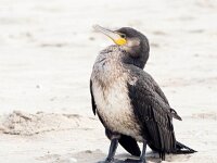 Phalacrocorax carbo 56, Aalscholver, Saxifraga-Bart Vastenhouw