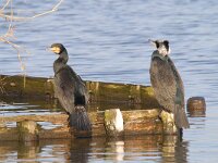 Phalacrocorax carbo 67, Aalscholver, Saxifraga-Luuk Vermeer