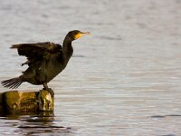 Phalacrocorax carbo 7, Aalscholver, Saxifraga-Jan Nijendijk