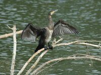 Phalacrocorax carbo 8, Aalscholver, Saxifraga-Jan van der Straaten