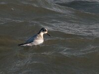 Phalaropus fulicarius 13, Rosse franjepoot, Saxifraga-Bart Vastenhouw