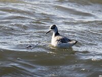 Phalaropus fulicarius 14, Rosse franjepoot, Saxifraga-Bart Vastenhouw