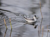 Phalaropus fulicarius 21, Rosse franjepoot, adult, winter plumage, Saxifraga-Theo Verstrael