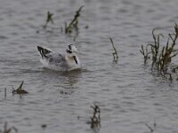 Phalaropus fulicarius 3, Rosse franjepoot, Saxifraga-Mark Zekhuis