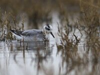 Phalaropus fulicarius 5, Rosse franjepoot, Saxifraga-Mark Zekhuis