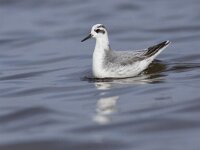 Phalaropus fulicarius 9, Rosse franjepoot, Saxifraga-Mark Zekhuis