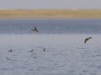 Phalaropus lobatus 14, Grauwe franjepoot, Saxifraga-Mark Zekhuis