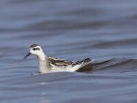 Phalaropus lobatus 6, Grauwe franjepoot, Saxifraga-Mark Zekhuis