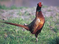 Phasianus colchicus 18, Fazant, male, Saxifraga-Piet Munsterman