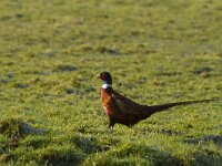 Phasianus colchicus 38, Fazant, Saxifraga-Jan Nijendijk