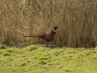 Phasianus colchicus 40, Fazant, Saxifraga-Jan Nijendijk