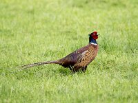 Phasianus colchicus 81, Fazant, adult, male, Saxifraga-Theo Verstrael