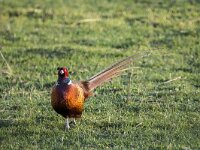 Phasianus colchicus 88, Fazant, adult, male, Saxifraga-Theo Verstrael